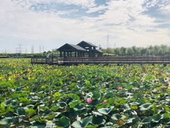 -天津东丽湖风景区