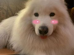 -more than meow吴止猫主题餐厅(承德 中船汇店)