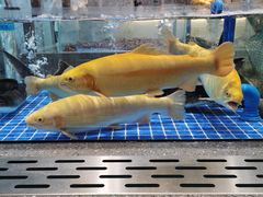 -半岛听涛蒸汽海鲜自助(K11店)