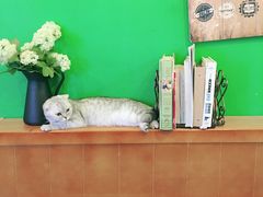 -李小姐の猫咖啡馆(五角场店)