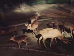 -清迈夜间动物园