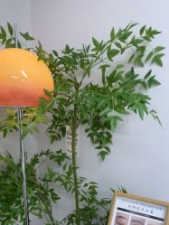 -变美丽半永久定妆连锁·纹眉·机器野生眉