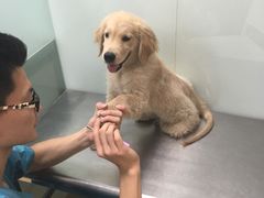 -瑞派·关忠动物医院·猫专科·犬专科(三环新城店)