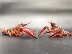 -鹅村长(江中店)