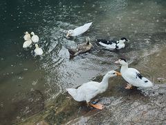 -雅安上里古镇
