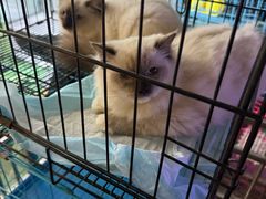 -中环花鸟鱼虫市场