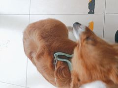 -宠福鑫康馨动物医院·骨科·眼科