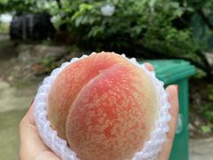 -老袁家蜜桃农场·阳山水蜜桃