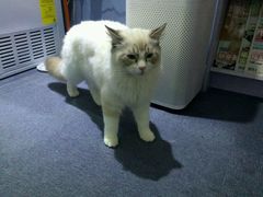 -喵的天空名猫咖啡馆·撸猫·猫舍·用品