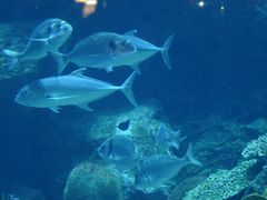 -迪拜水族馆及水下动物园