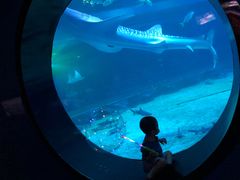 -烟台海昌鲸鲨海洋公园