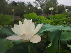 -东郊湿地公园