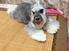 -利又安动物医院··老年病·猫科犬科·中兽医