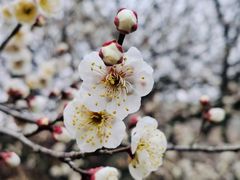 -杭州湾海上花田景区