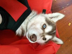 -PETKIT 小佩宠物·低压洗护·美容·寄养(安远店)