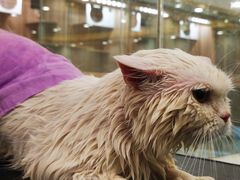 -钦宠·猫咪售卖·洗护·寄养(东圃旗舰店)