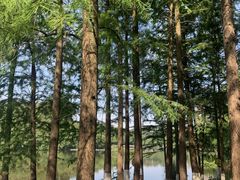 -重庆彩云湖湿地公园
