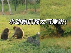 -合肥野生动物园
