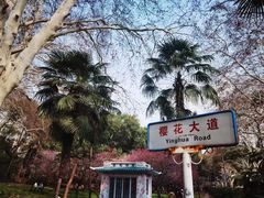 -武汉大学-樱园
