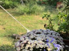 -Jo's Garden