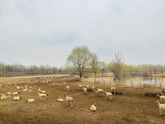 -北京麋鹿生态实验中心