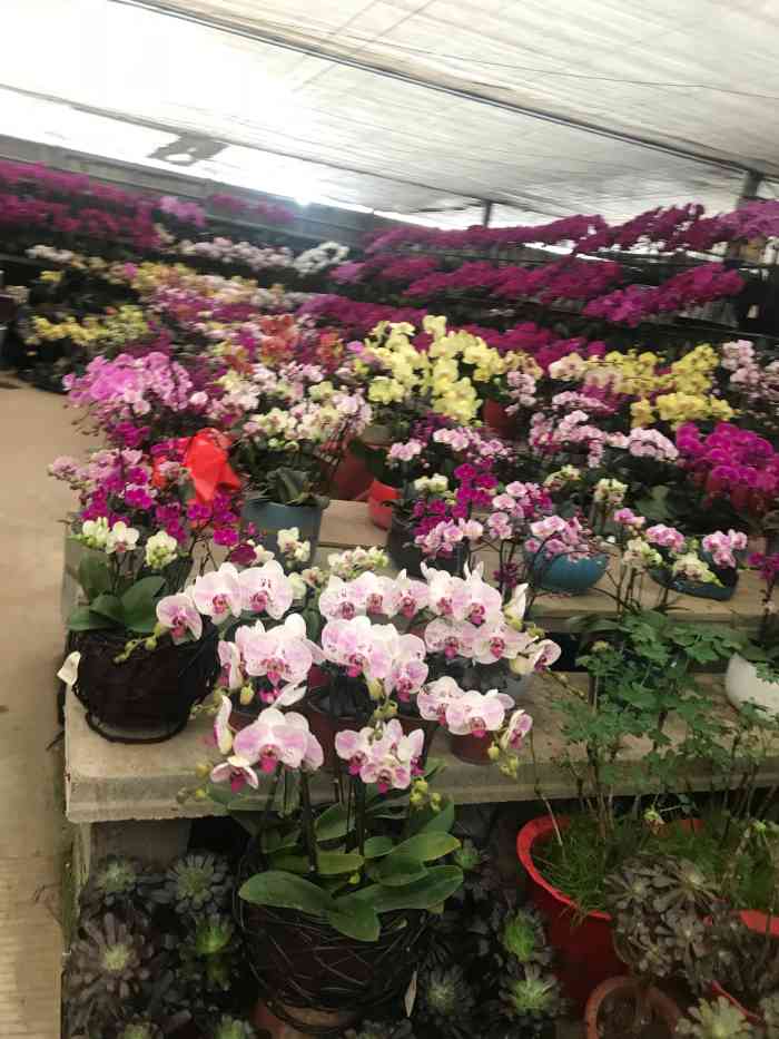 百合花卉市场-"陪妈妈逛花卉市场[玫瑰]离家比较近的花.