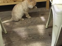 -小时光咖啡馆(开森度假森林店)