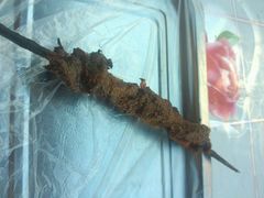 android_upload_pic-新疆风味冷水鱼庄(友谊峰路店)