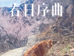 -北京凤凰岭