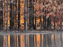 -上海海湾国家森林公园