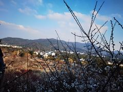-香雪海
