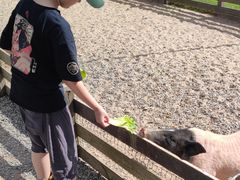 -前小桔亲子创意农场·草莓采摘·露营烧烤