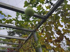 -三亚南山文化旅游区