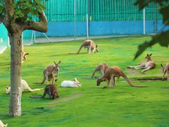 -西霞口神雕山野生动物世界