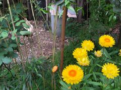 -谷咖啡·鲜花绿植花园餐厅