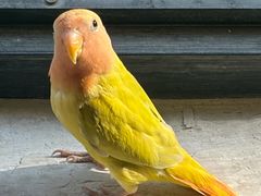 -吉丁鸟咖·异宠·寄养