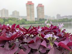 -文瀛公园