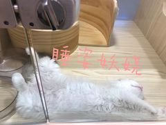 -屋虎猫馆(宝安大仟里店)