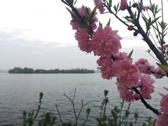 -西湖外事游船(花港观鱼码头)