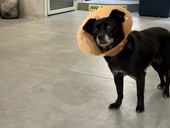-伟伟宠物医院·CT影像中心·瑞派犬猫综合性门诊(汉口总院)