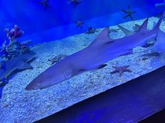 -太平洋海底世界