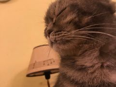-猫色咖啡·猫咖