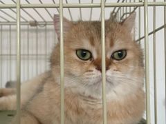 -天宠宠物医院24小时·急重症诊疗中心·全科·腔镜特色(和平分院)