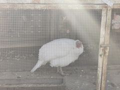 -大青山野生动物园