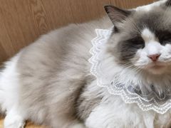 -MOCHA明星猫咖(田子坊店)