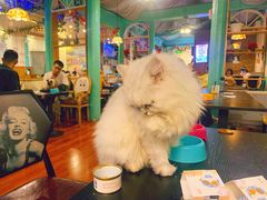 -猫小院猫主题咖啡厅(北锣店)