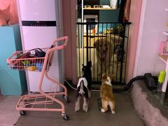 -百好乐宠物友好餐厅(朝外大街店)