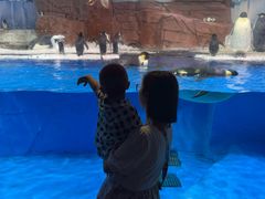 -海合安成都极地海洋公园