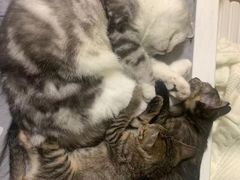-福懋动物医院·犬猫全科·外科·重症科(杏林分院)
