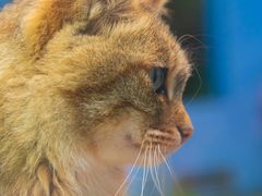 -青藏高原野生动物园